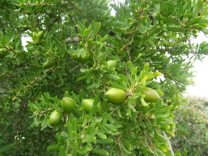 Argan Oil